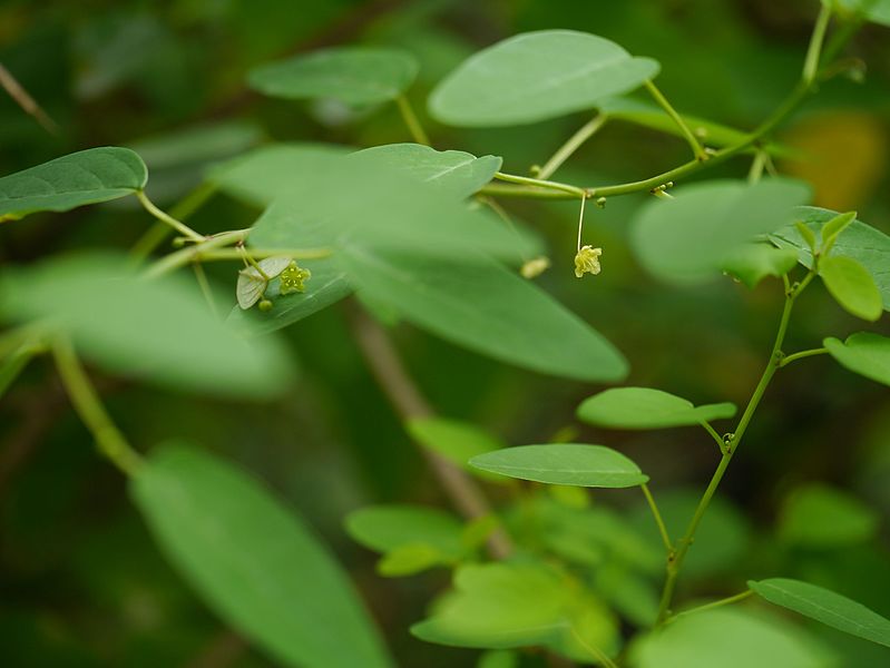 File:Leptopus cordifolius (7788029318).jpg