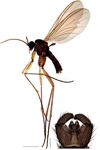 <i>Leptosciarella pilosa</i> Species of fly