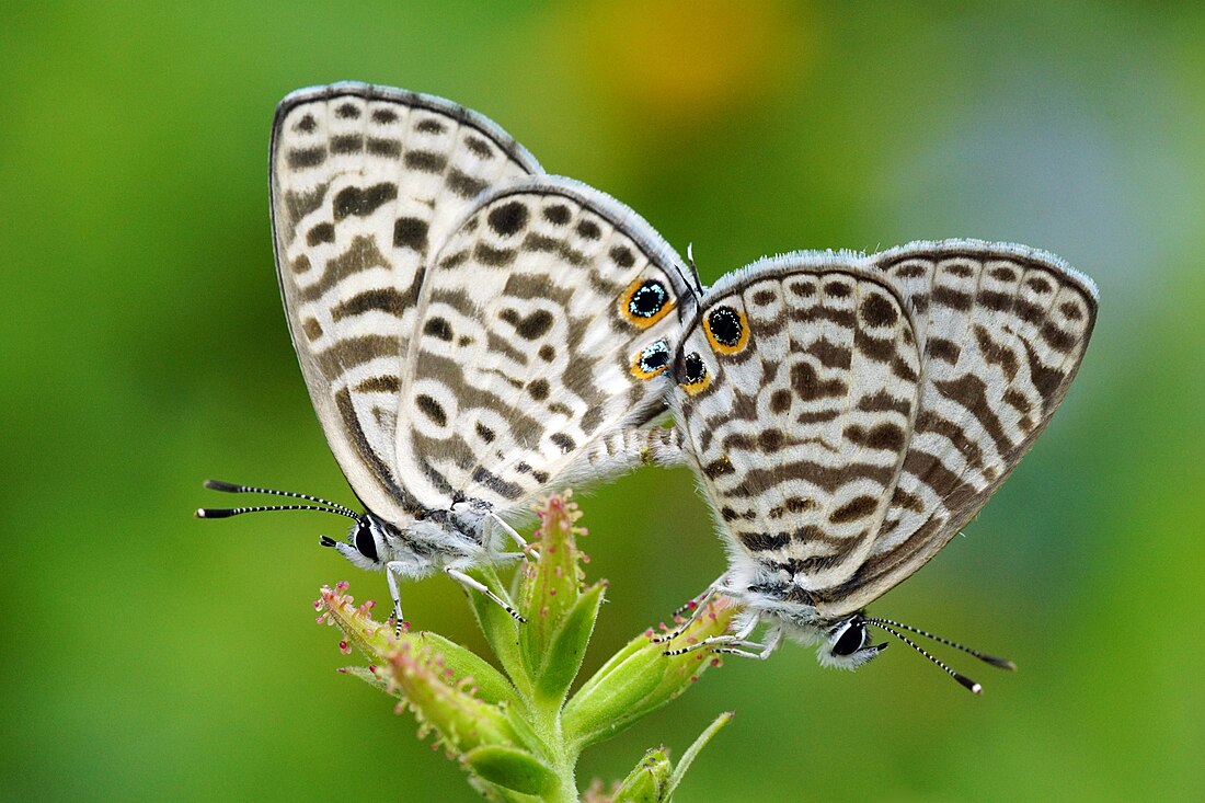 Leptotes (lépidoptère)