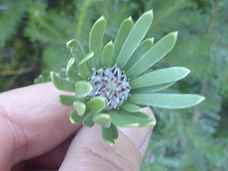 <i>Leucadendron singulare</i> Species of plant