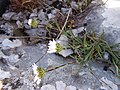 Leucanthemum burnatii