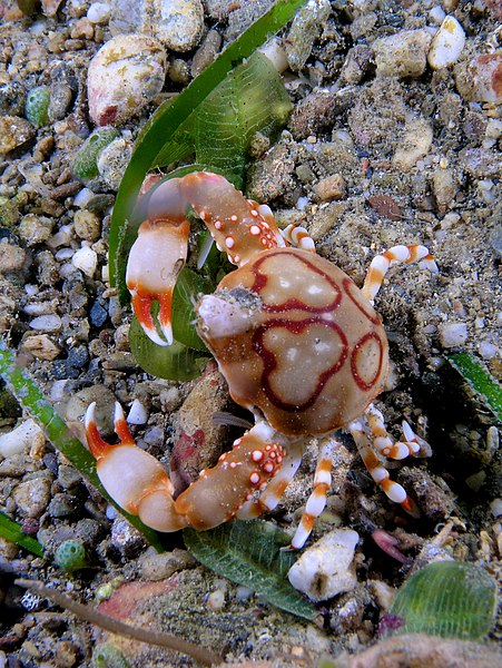 File:Leucosia anatum (Pebble crab).jpg