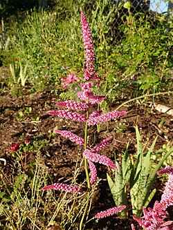 Limonium suworowii 2021-06-16 8955.jpg