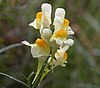 Linaria-vulgaris- 021004-wiki.JPG