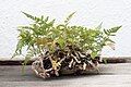 An accent planing near a bonsai at the National Bonsai & Penjing Museum