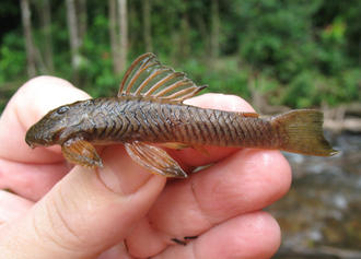 Guyanancistrus nassauensis, an endemic catfish Live-color photograph of Guyanancistrus nassauensis -- modified from Fig. 6 in Fisch-Muller, Mol & Covain (2018).png