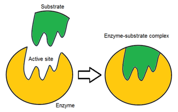 Diagram of the lock and key hypothesis