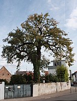 Wolfseiche (Quercus robur)
