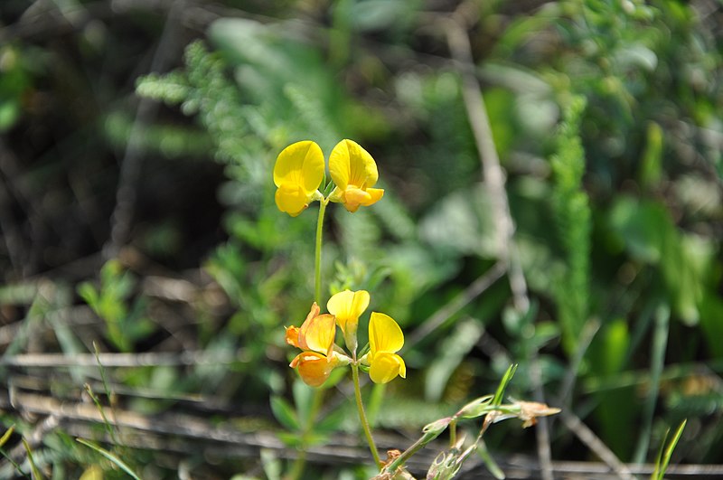 File:Lotus corniculatus156.jpg