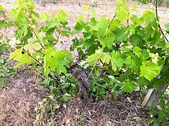 Low bush trained Mourvedre at Red Willow.jpg
