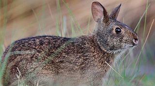 <i>Sylvilagus palustris hefneri</i> Subspecies of rabbit