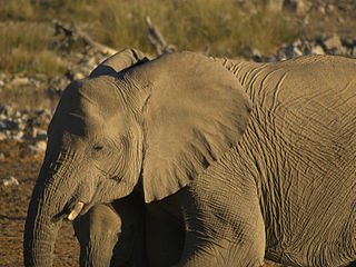 'n Savanne-olifant by die watergat in Okaukuejo, Nasionale Etoshawildtuin, Namibië