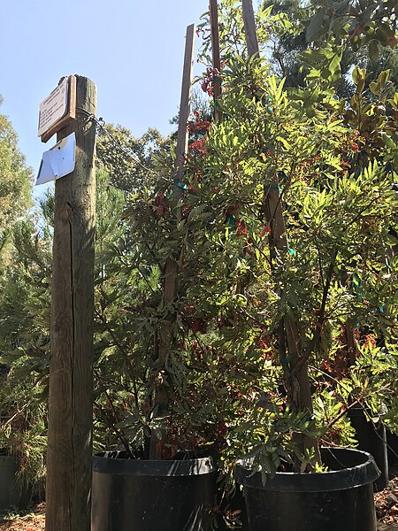 File:Lyonothamnus floribundus subsp. asplenifolius CATALINA IRONWOOD.jpg