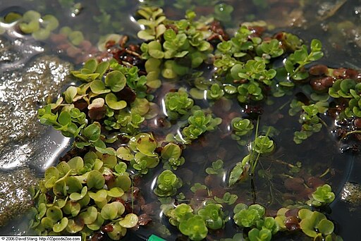 Lysimachia nummularia 5zz