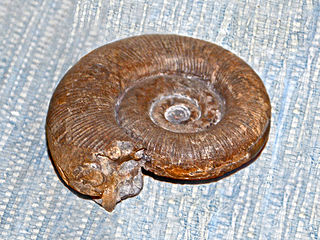 <i>Lytoceras batesi</i> Species of mollusc (fossil)