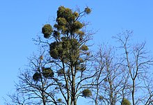 Widok na bezlistne korony robinii na tle czystego niebieskiego nieba (zdjęcie wykonane w marcu, przed rozwinięciem się liści). Na gałęziach robinii liczne zielone, kuliste pędy jemioły