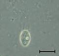 Codosiga sp. cell swimming