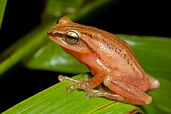 Description de l'image MG 0441 SaurabhSawant Raorchestes-travancoricus Munnar.jpg.