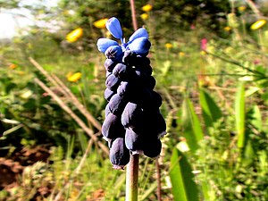 De översta, sterila blommorna syns tydligt över de mörkvioletta fertila blommorna.