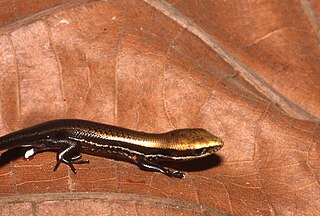 <i>Varzea bistriata</i> Species of lizard