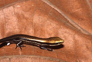 <i>Varzea</i> (lizard) Genus of lizards