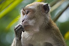 Portrait d'un macaque crabier, Singapour.