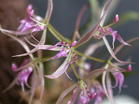 Macroclinium wullschlaegelianum