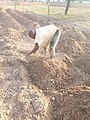 Making of yam mounds in Northern Ghana 04