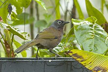 Malayan Laughingthrush - مالزی MG 5797 (19483008652) .jpg