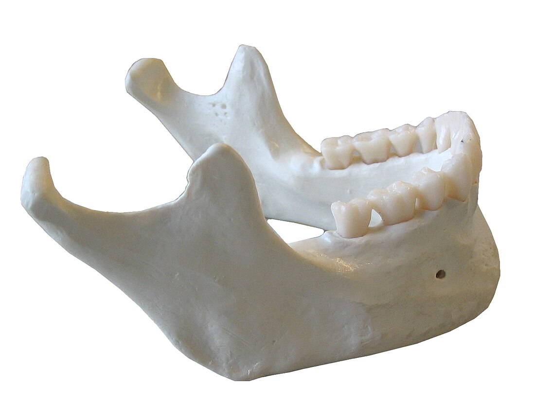 Mandible