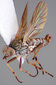 File:Manestella fumosa, male, oblique view - ZooKeys-240-001-g027.jpeg