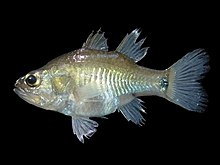 Mangrove cardinalfish Yarica hyalosoma.jpg