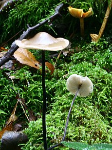 (Marasmius alliaceus)