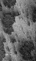 Imagem de possíveis gêiseres de dióxido de carbono, fotografados pela Mars Global Surveyor em 16 de outubro de 2000.
