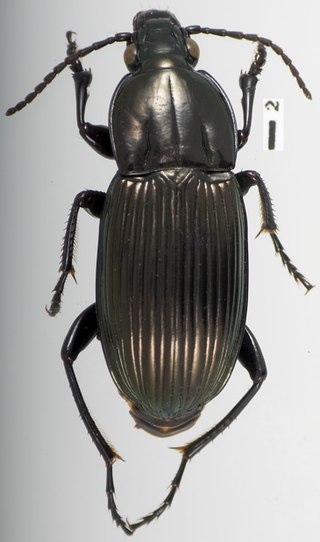 <i>Marsyas</i> (beetle) Genus of beetles