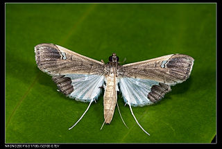 <i>Maruca amboinalis</i> Species of moth