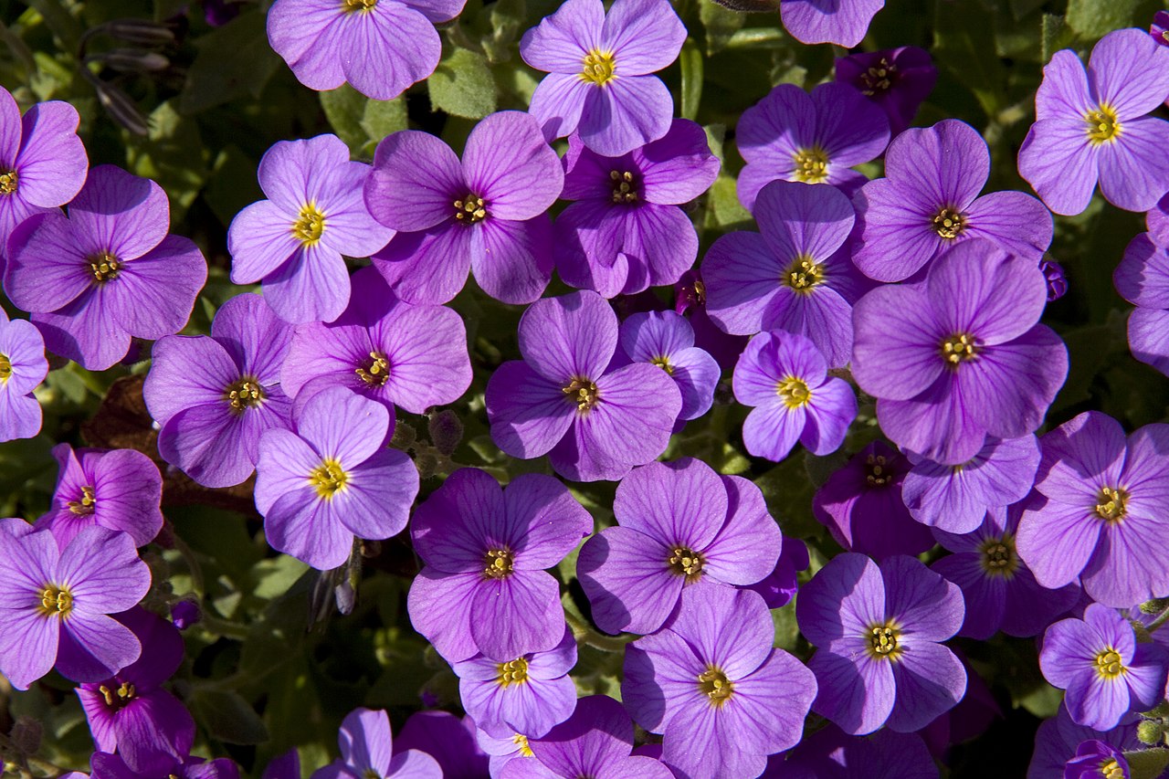 File:Mauve Flowers (4541324498).jpg - Wikimedia Commons