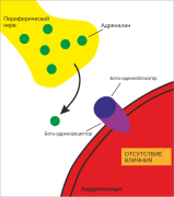 Mechanism of action ru.svg