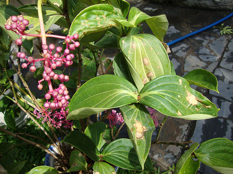 File:Medinilla cummingii (2).JPG