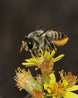 <i>Megachile</i> Genus of bees