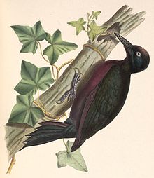 Melanerpes herminieri 1849.jpg 