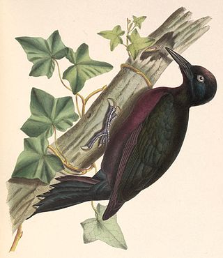 <span class="mw-page-title-main">Guadeloupe woodpecker</span> Species of bird