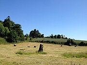 Photographie d'un champ, au milieu duquel un menhir est dressé, avec à sa gauche une route étroite
