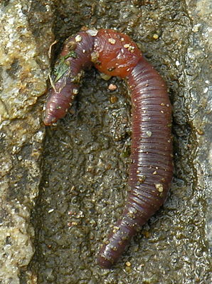 Miñoca.earthworm