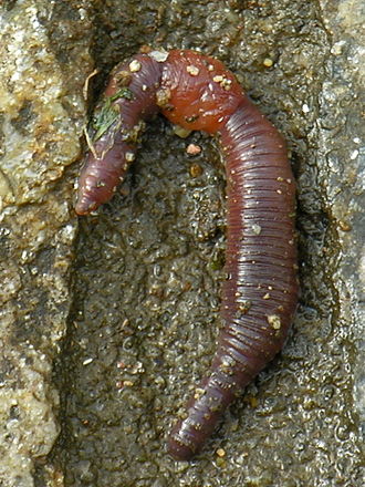 Earthworms are a classic example of biological homonymous metamery - the property of repeating body segments with distinct regions Minoca.earthworm.jpg