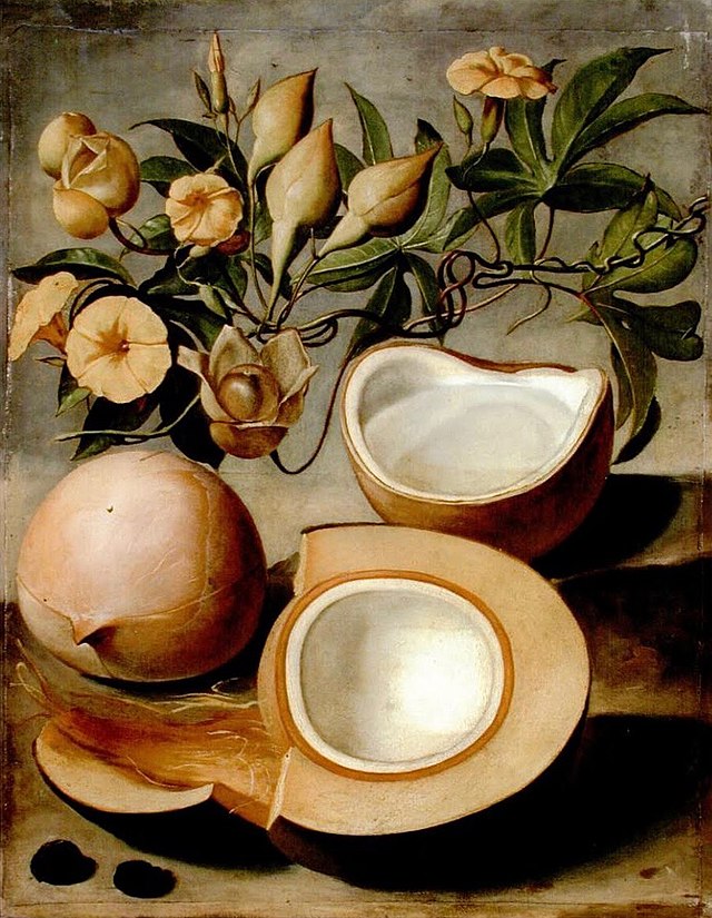 Peinture en couleur montrant à l'avant plan une noix de coco en coupe transversale, placée devant une noix entière et une noix ouverte et débarrassée de sa coque et à l'arrière-plan un rameau fleuri de Merremia tuberosa.