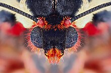 Microcosmic portrait of a garden tiger moth Arctia caja.jpg