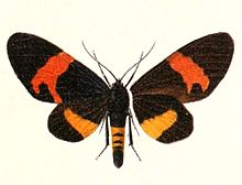 Milionia queenslandica 1895.jpg