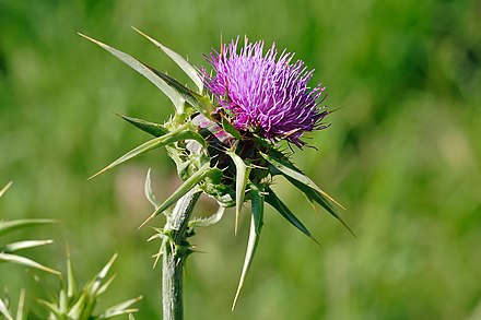 Сорняк времени. Расторопша пятнистая (Silybum Marianum). Расторопша Бодяк чертополох. Расторопша чертополох татарник. Чертополох Луговой.