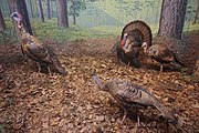 A Bird of the Deciduous Forest: The Wild Turkey